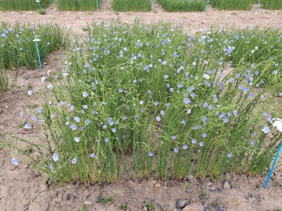 Click for 1 image(s) for this accession.